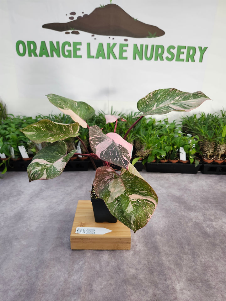 Philodendron Pink Princess Galaxy (4in)-516