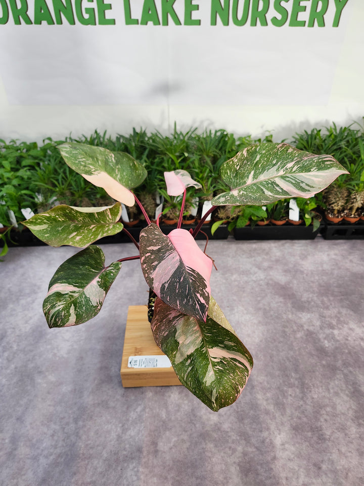 Philodendron Pink Princess Galaxy (4in)-516