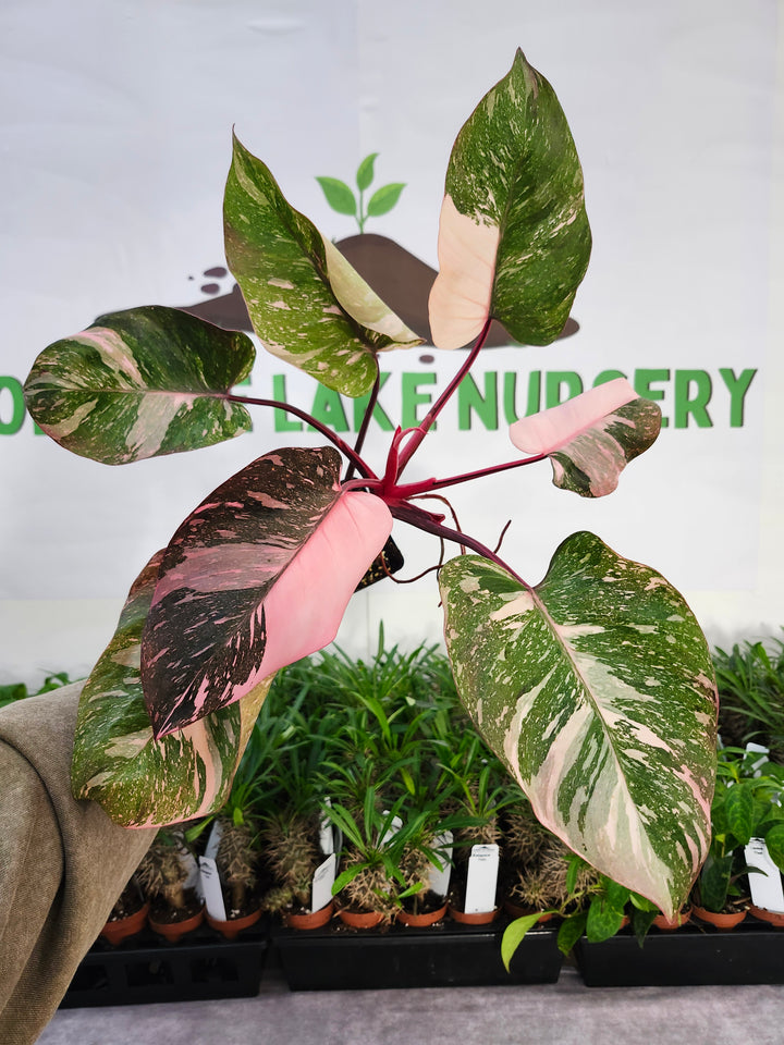 Philodendron Pink Princess Galaxy (4in)-516