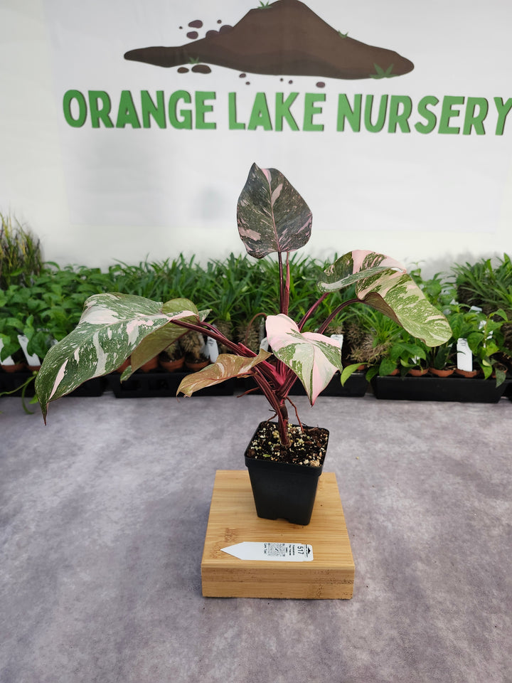 Philodendron Pink Princess Galaxy (4in)-517