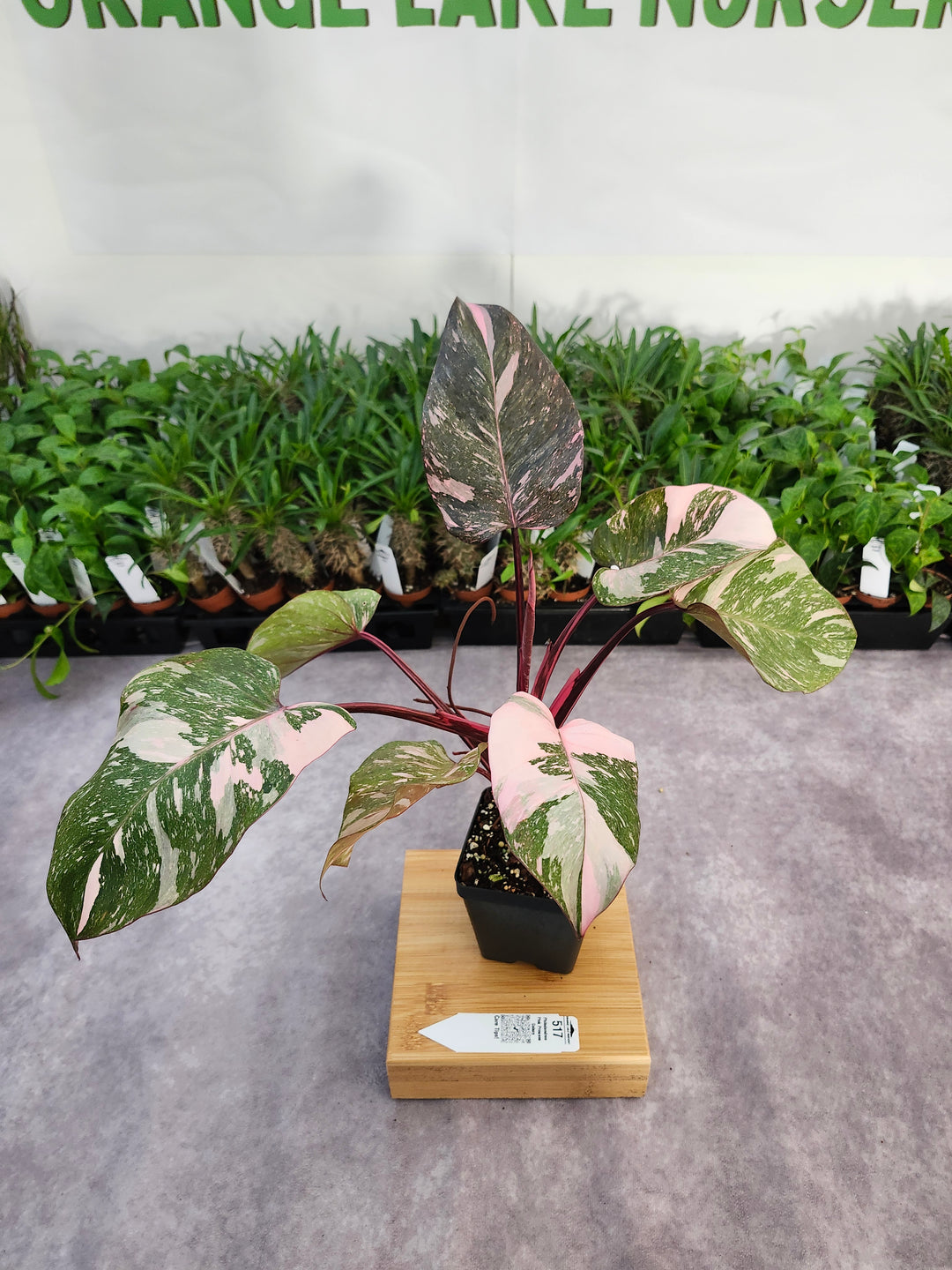 Philodendron Pink Princess Galaxy (4in)-517
