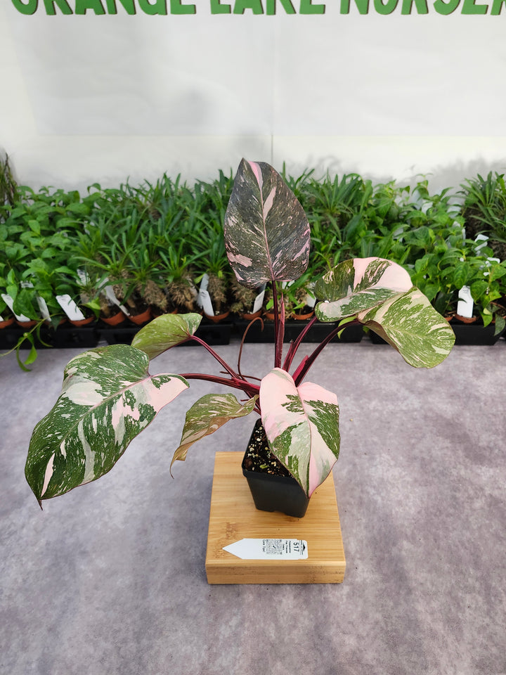 Philodendron Pink Princess Galaxy (4in)-517