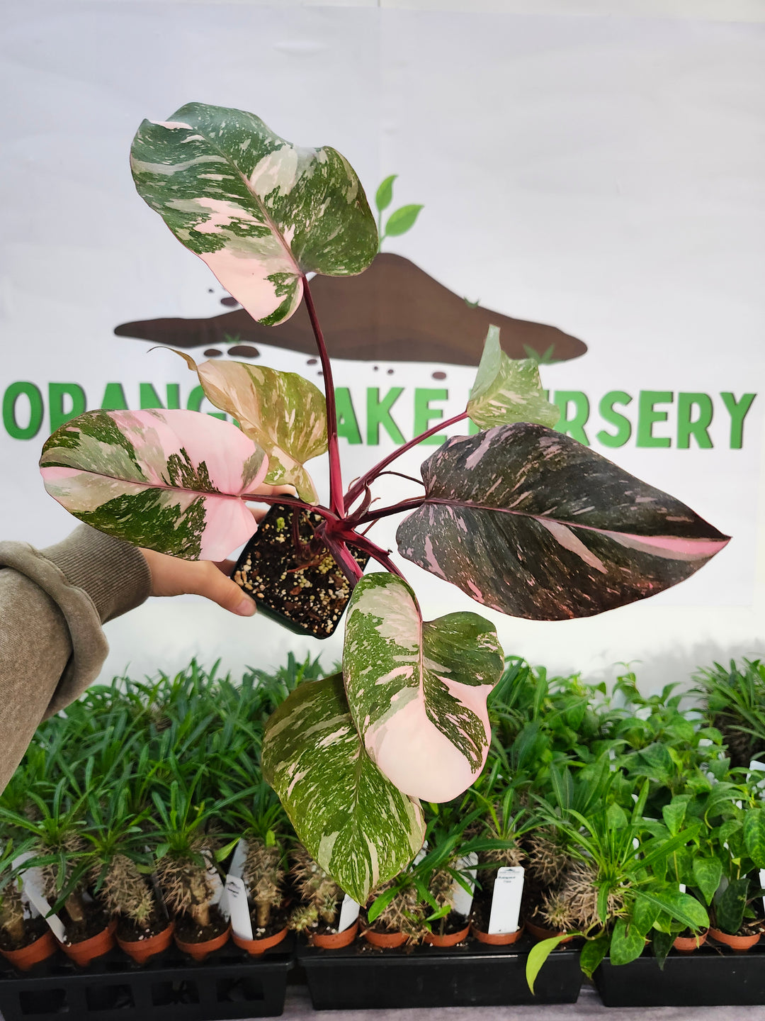 Philodendron Pink Princess Galaxy (4in)-517