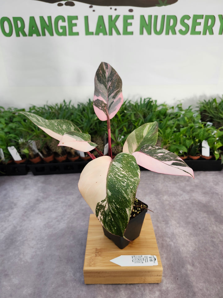Philodendron Pink Princess Galaxy (4in)-518