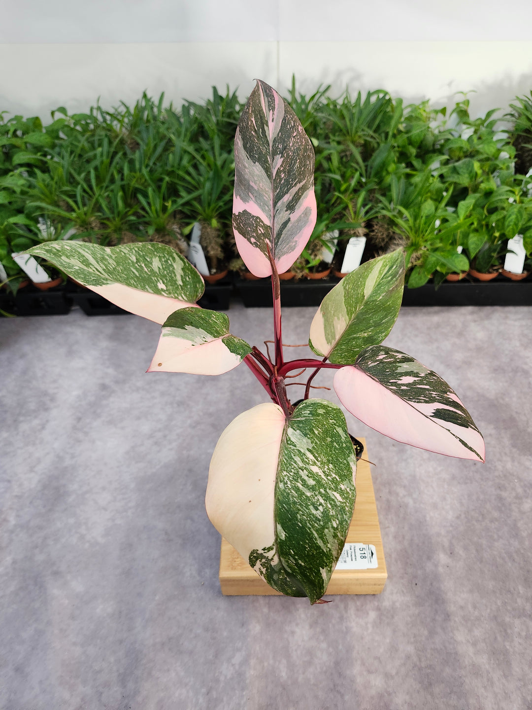Philodendron Pink Princess Galaxy (4in)-518