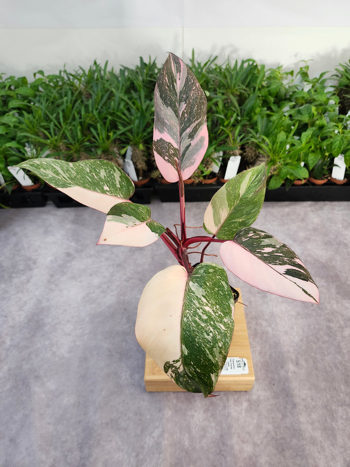 Philodendron Pink Princess Galaxy (4in)-518