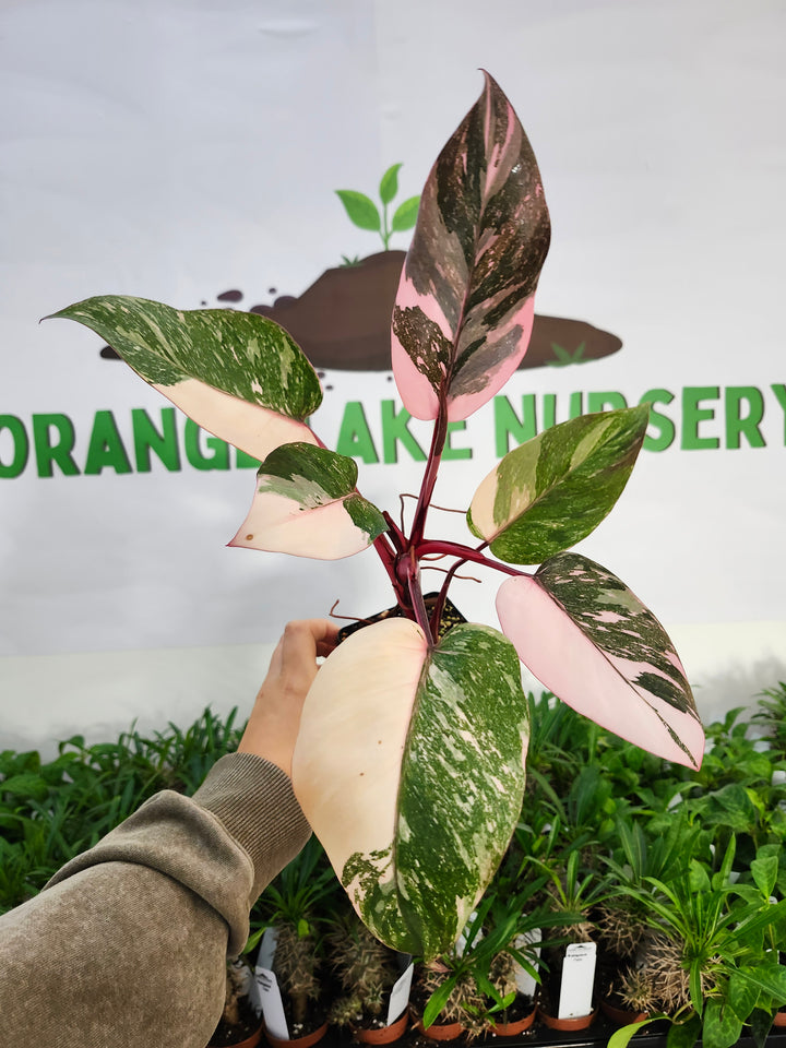 Philodendron Pink Princess Galaxy (4in)-518