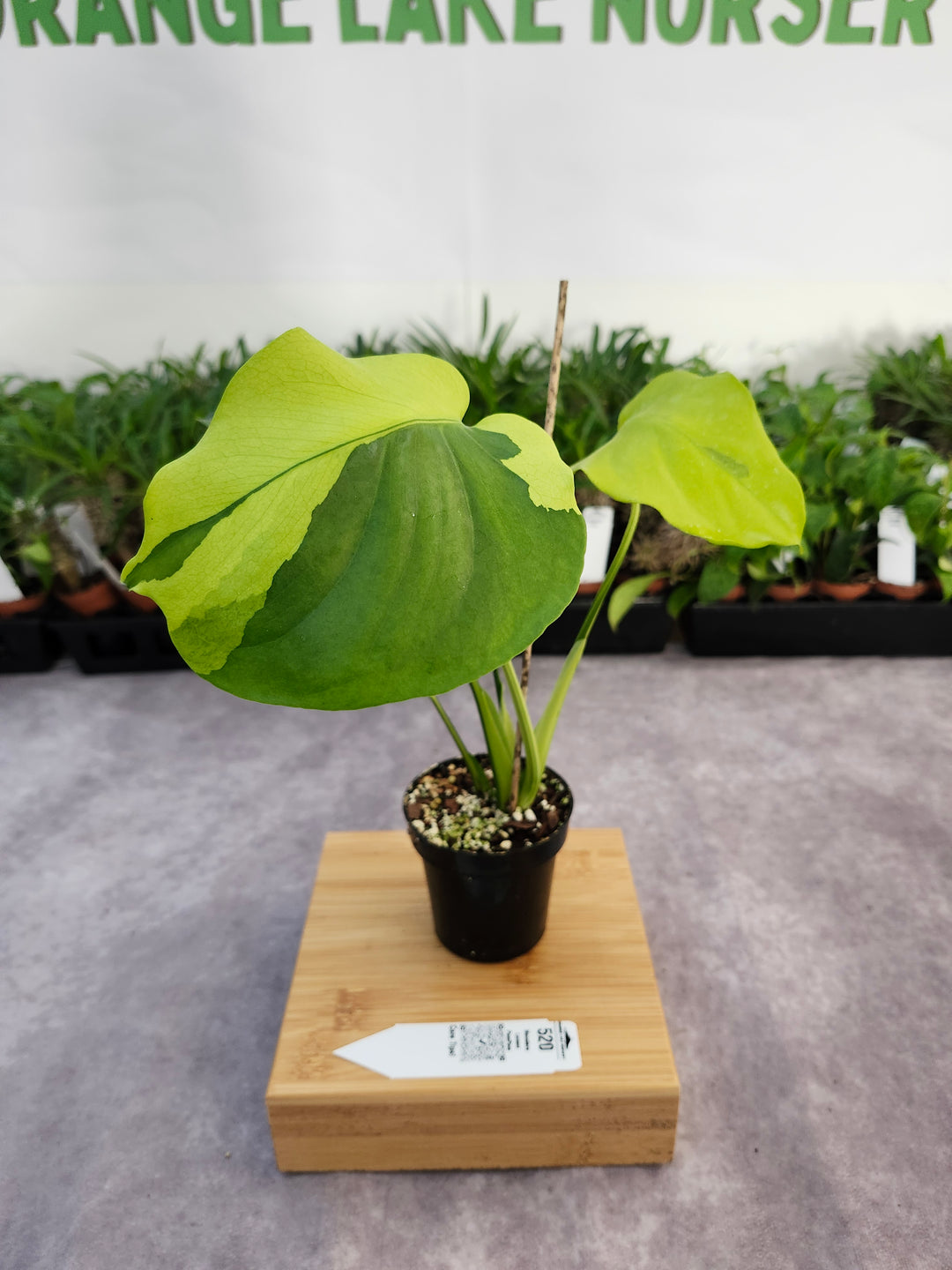 Monstera Lemon PomPom (3in)-520