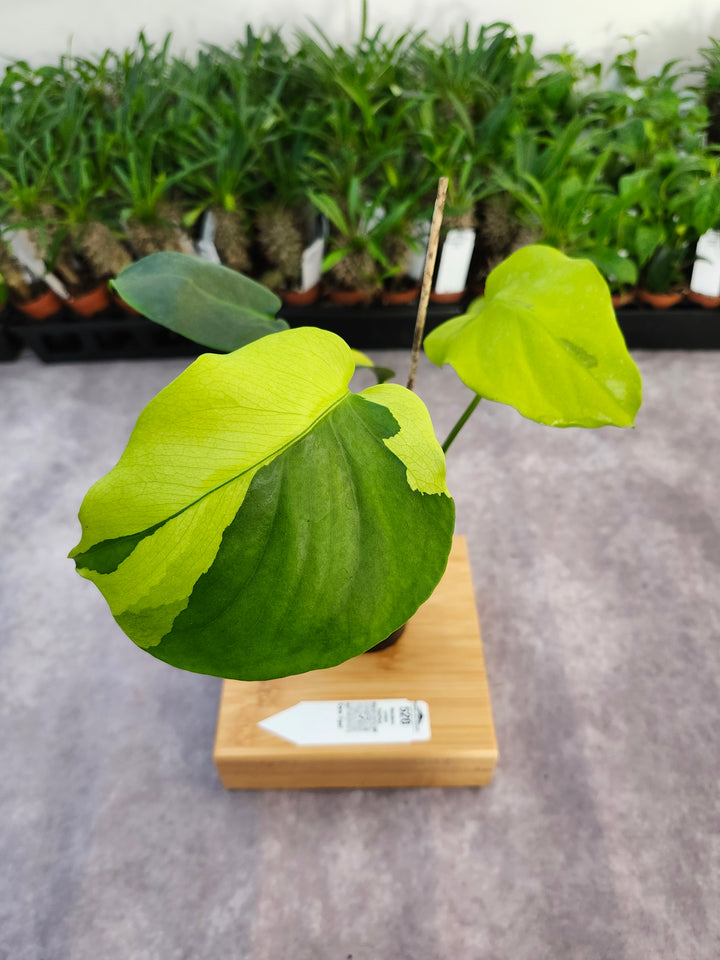Monstera Lemon PomPom (3in)-520