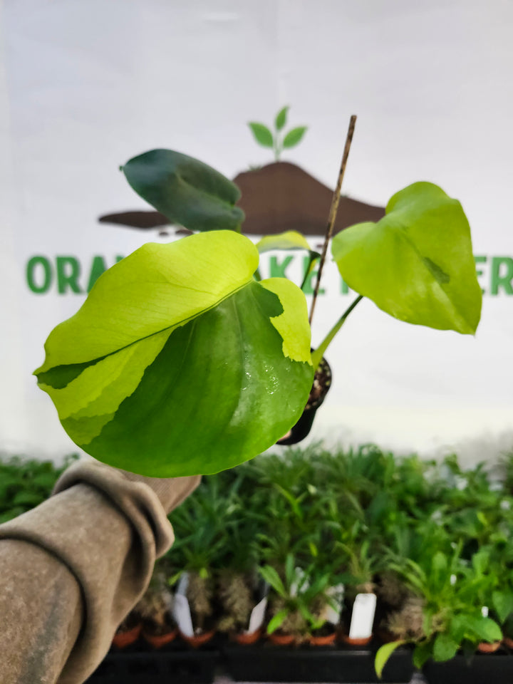 Monstera Lemon PomPom (3in)-520