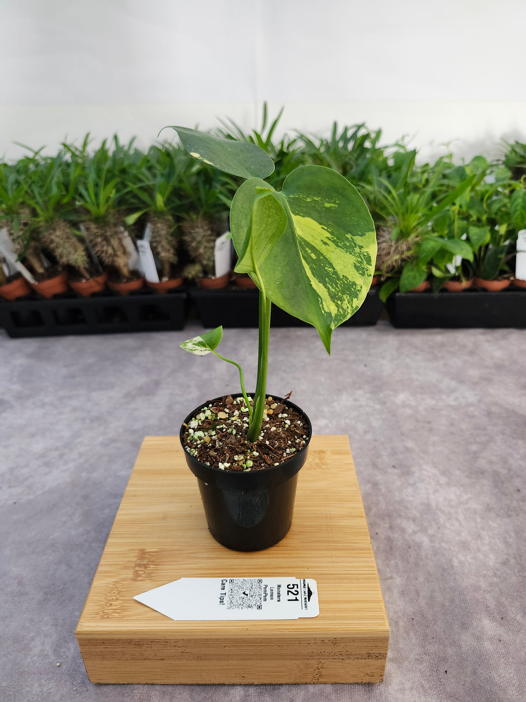 Monstera Lemon PomPom (3in)-521