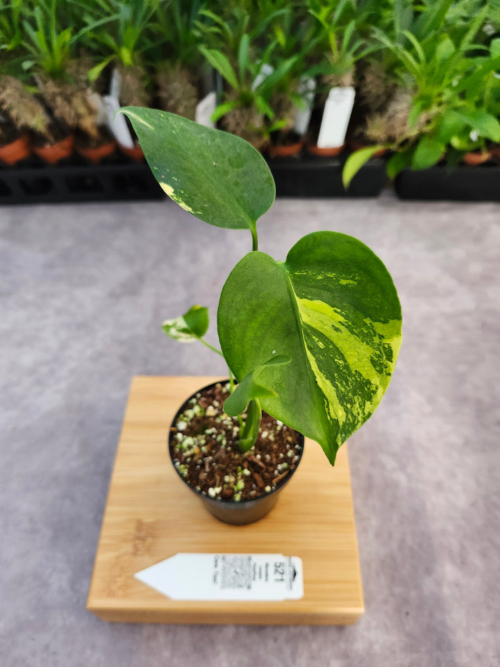 Monstera Lemon PomPom (3in)-521