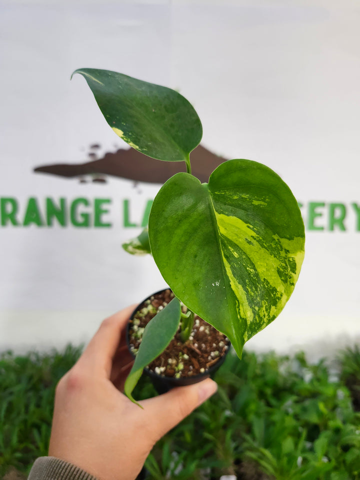Monstera Lemon PomPom (3in)-521