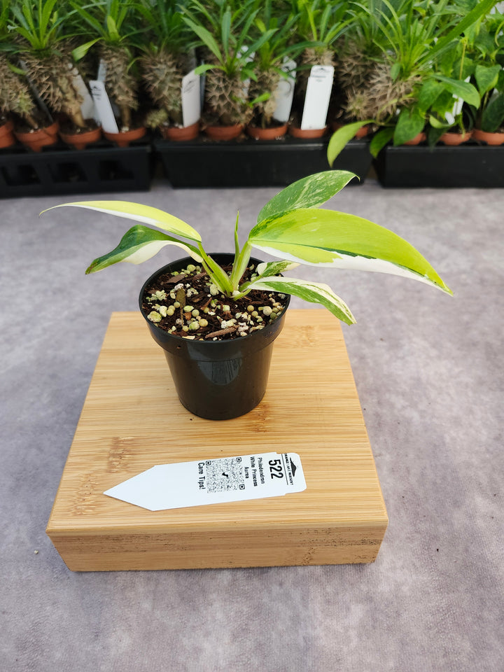 Philodendron White Princess Aurea (3in)-522