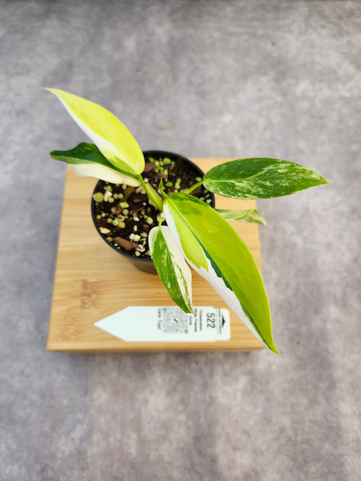 Philodendron White Princess Aurea (3in)-522