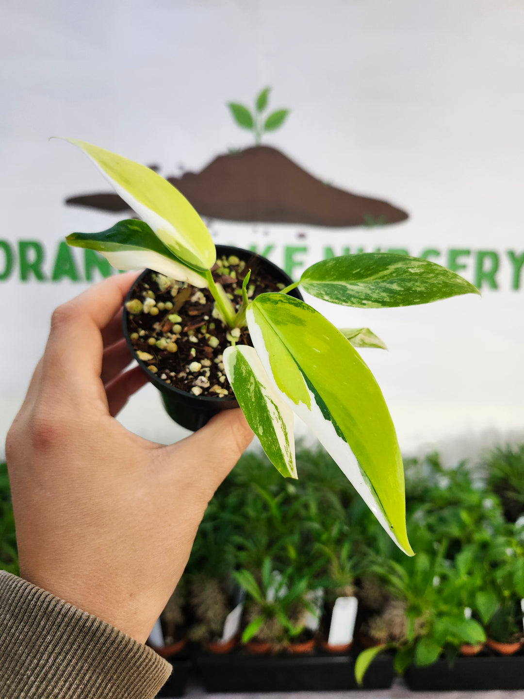 Philodendron White Princess Aurea (3in)-522