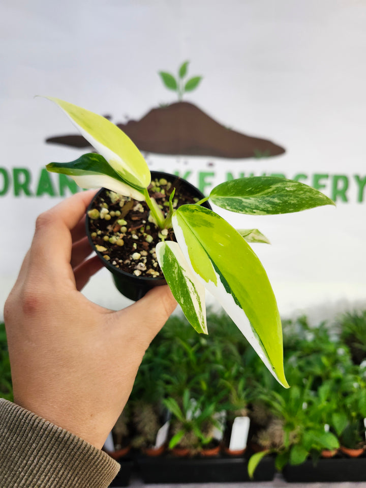 Philodendron White Princess Aurea (3in)-522