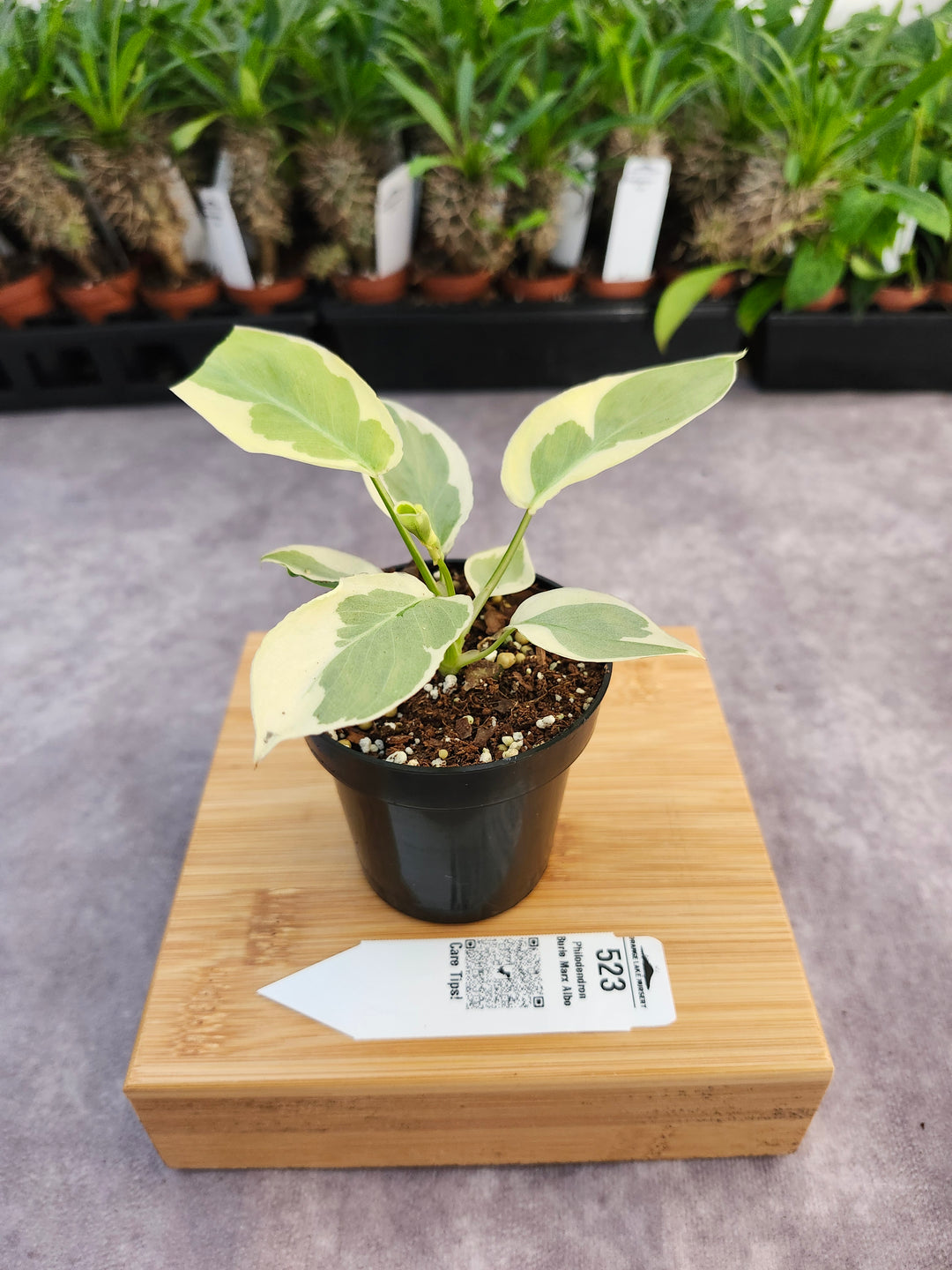 Philodendron Burle Marx Albo (3in)-523