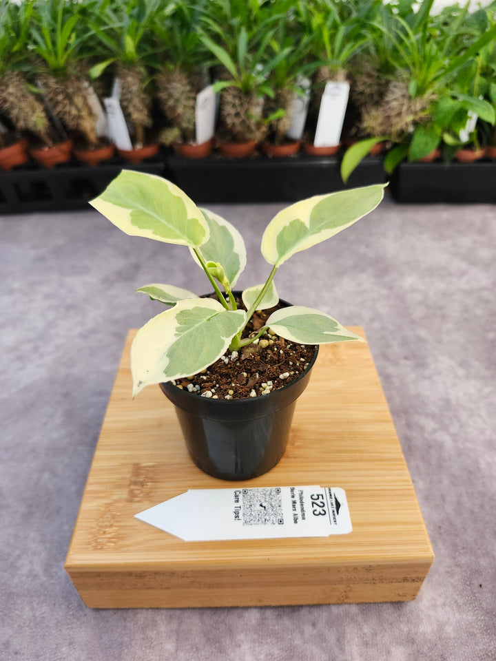 Philodendron Burle Marx Albo (3in)-523