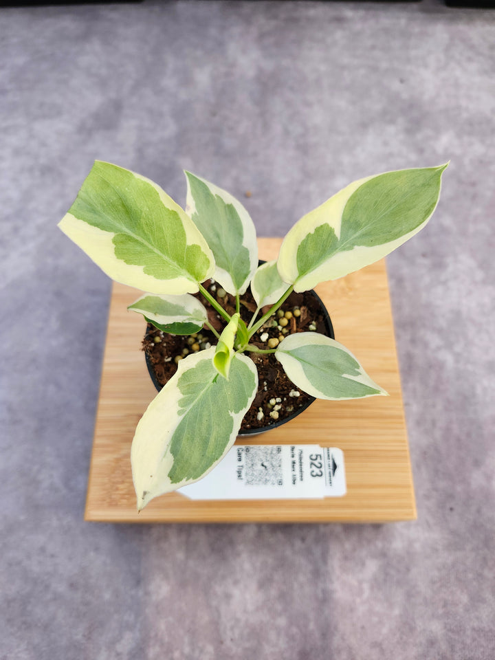 Philodendron Burle Marx Albo (3in)-523