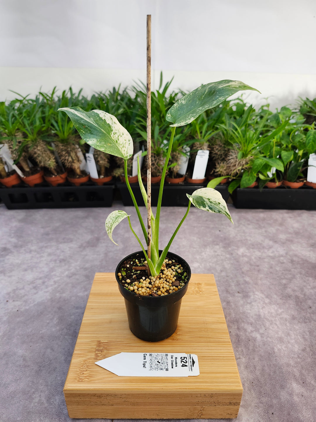 Monstera Star Shadow (3in)-524