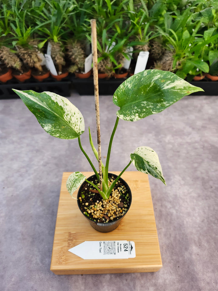 Monstera Star Shadow (3in)-524