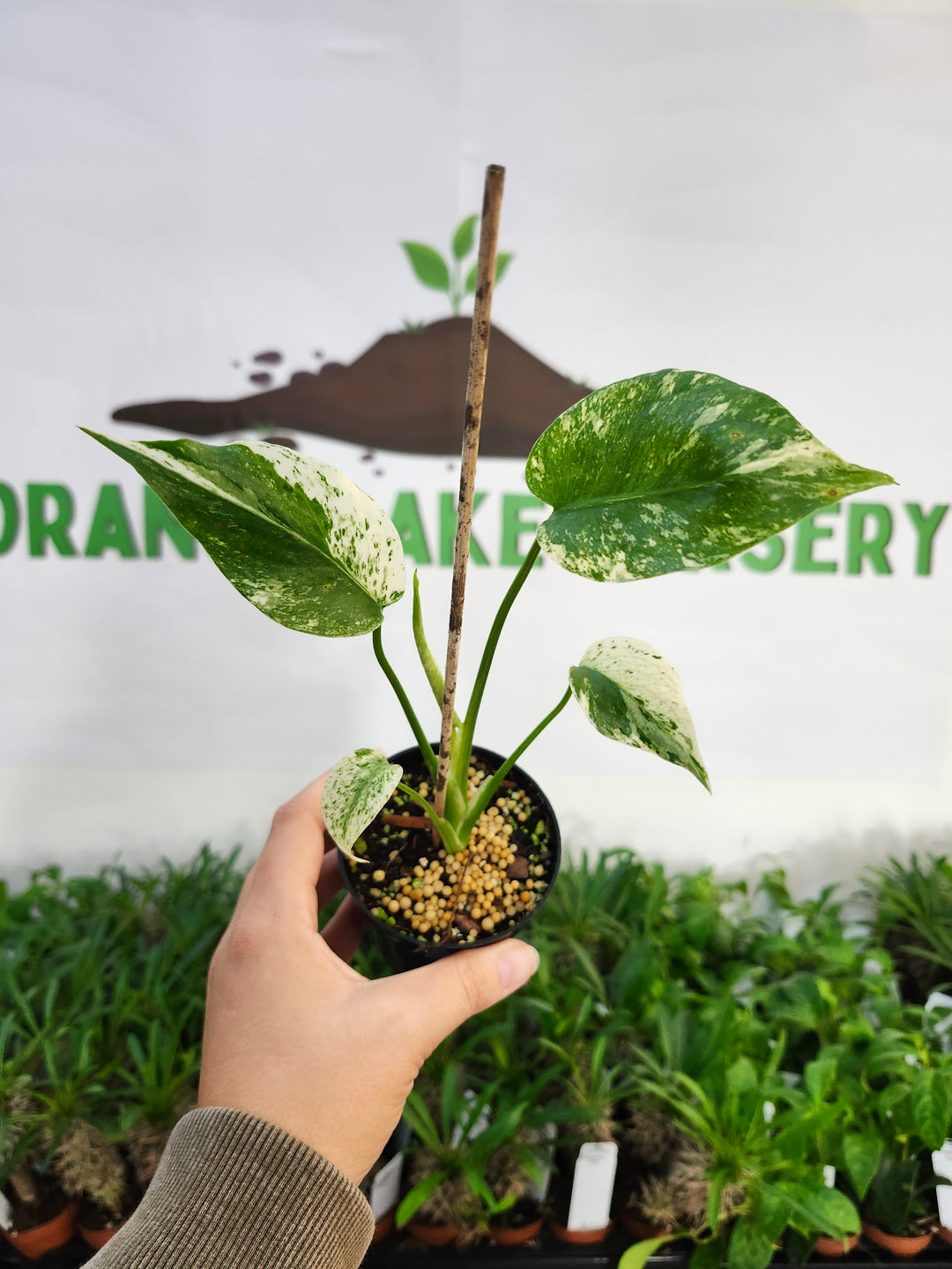 Monstera Star Shadow (3in)-524