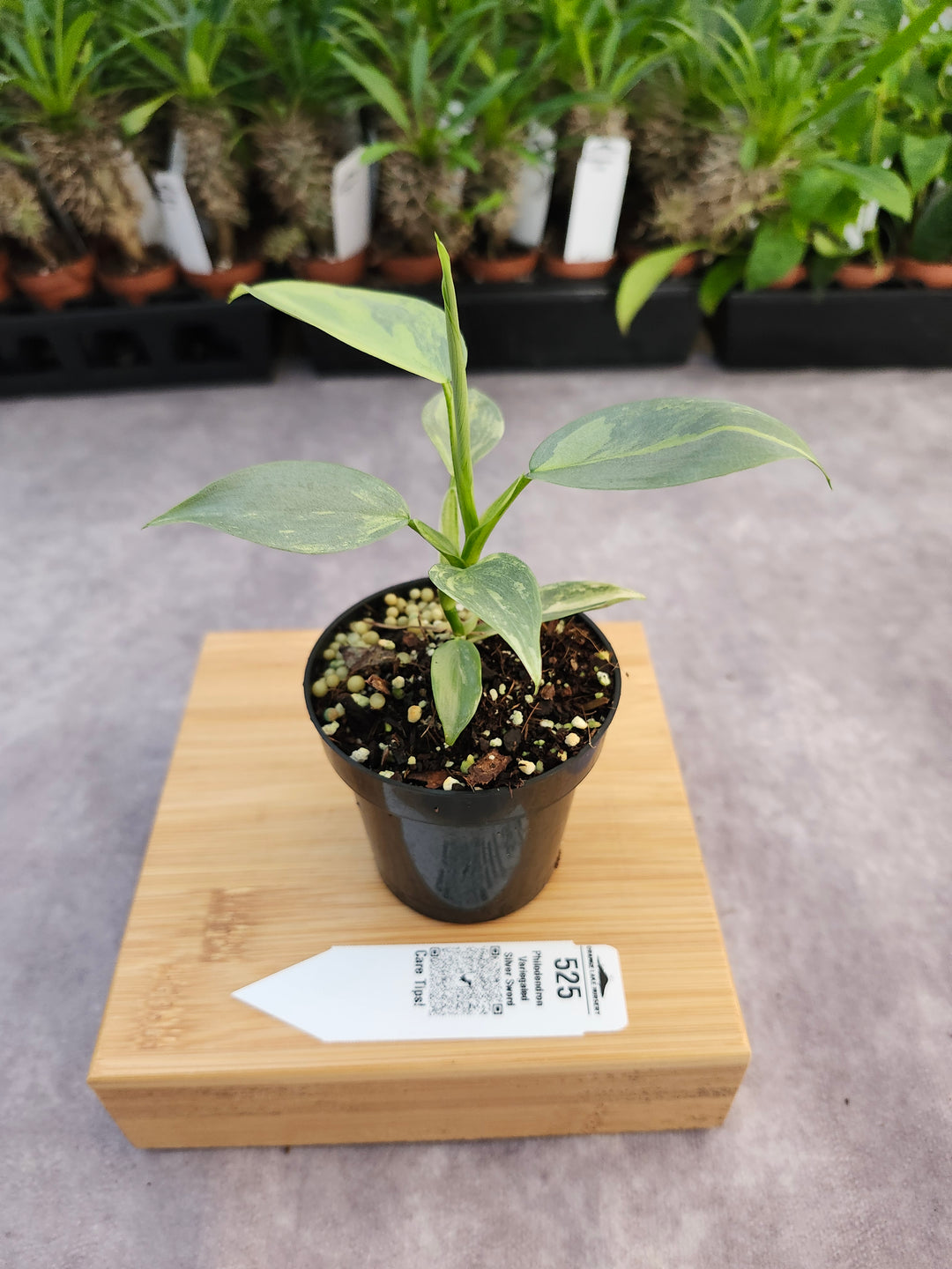 Philodendron Variegated Silver Sword (3in)-525