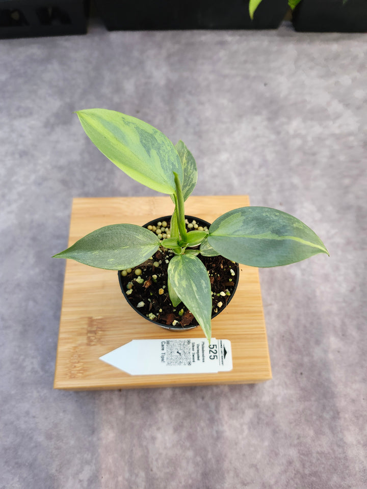 Philodendron Variegated Silver Sword (3in)-525