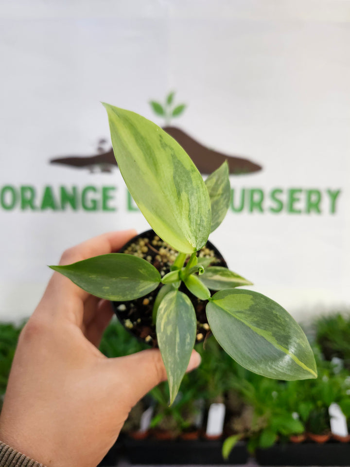 Philodendron Variegated Silver Sword (3in)-525