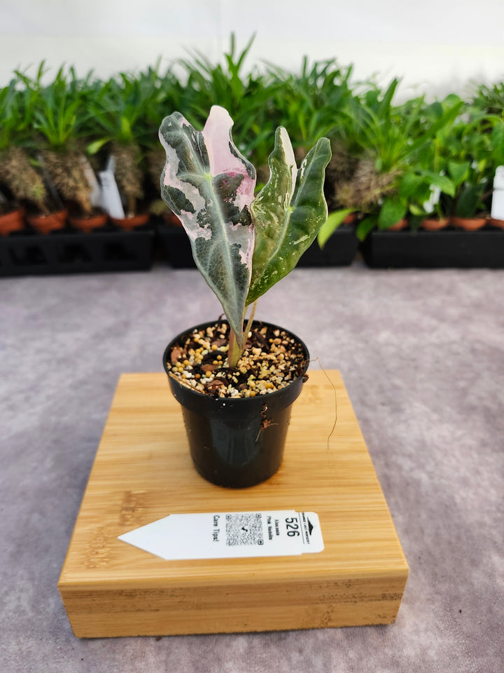 Alocasia Pink Nobilis (3in)-526