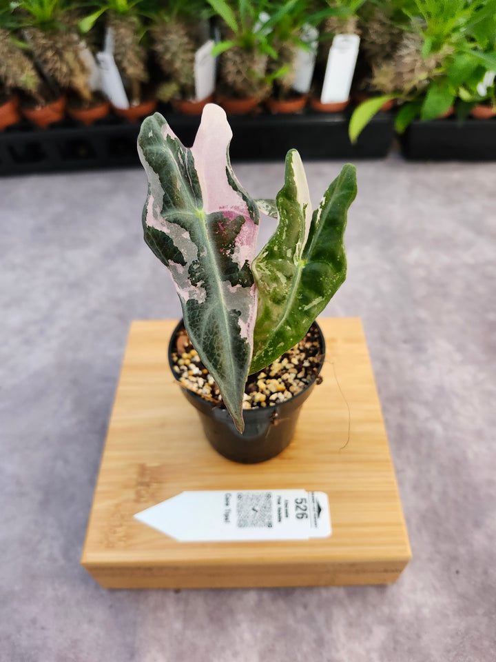 Alocasia Pink Nobilis (3in)-526