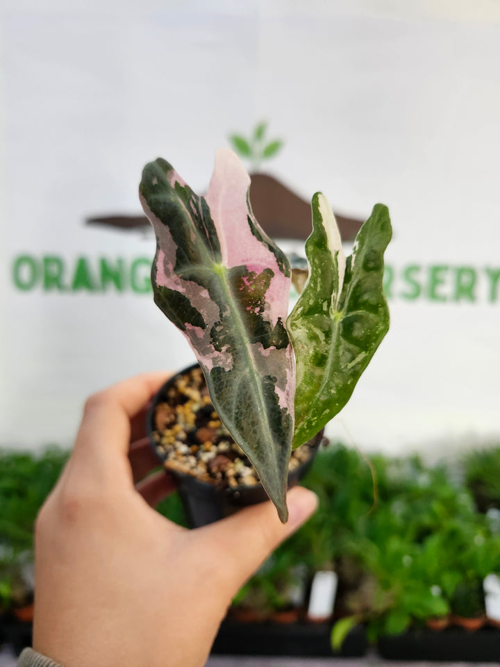 Alocasia Pink Nobilis (3in)-526
