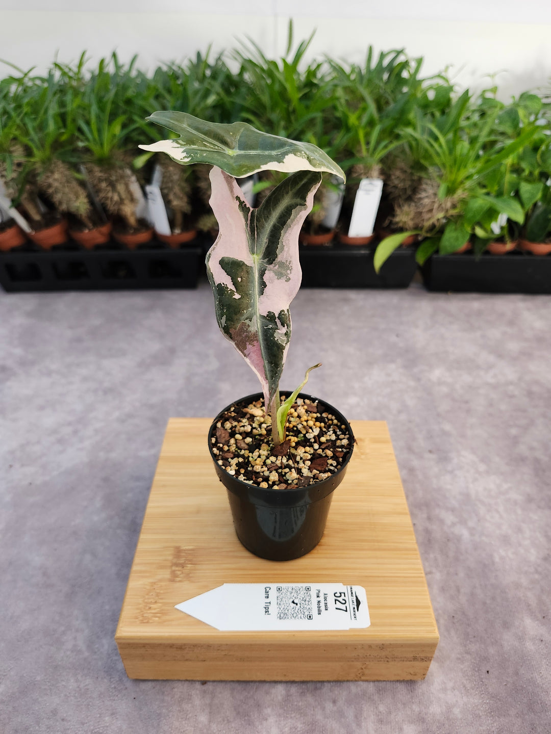 Alocasia Pink Nobilis (3in)-527