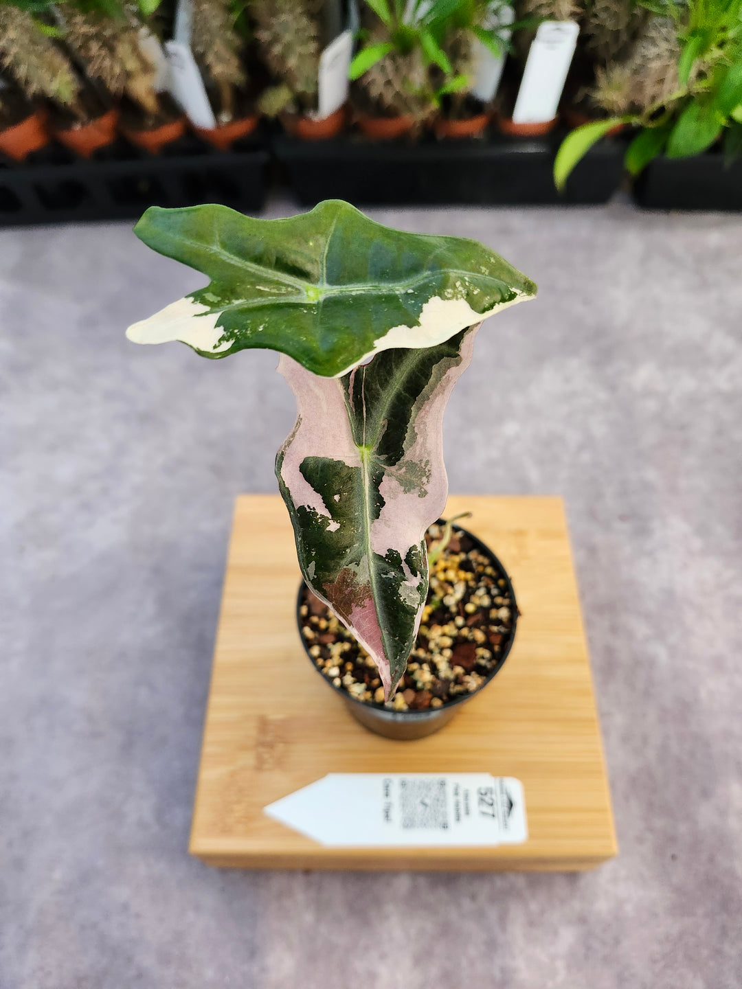 Alocasia Pink Nobilis (3in)-527