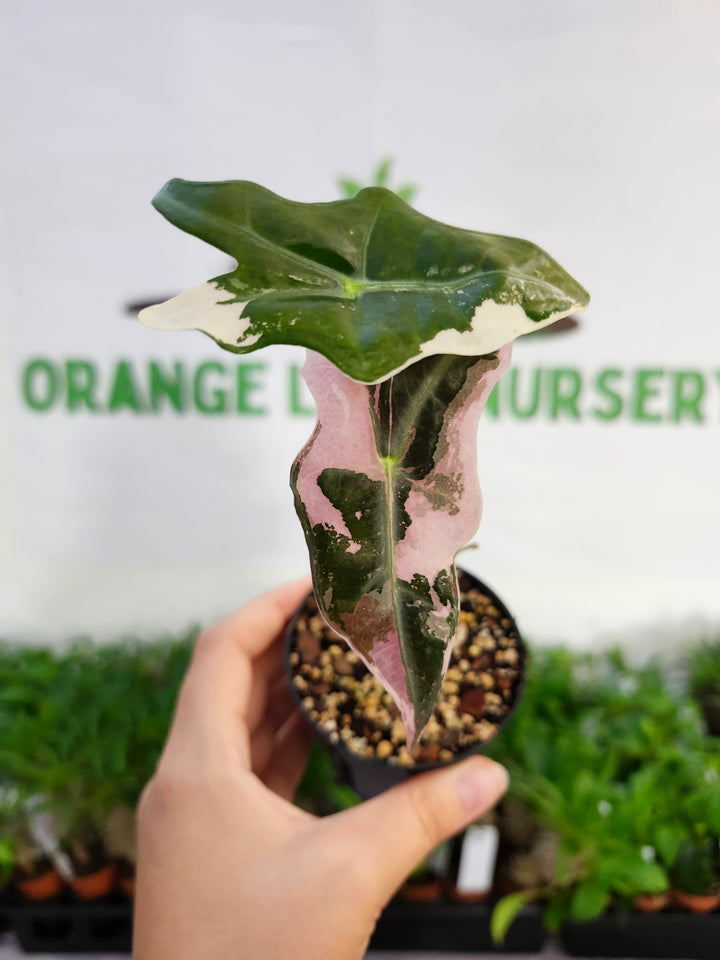 Alocasia Pink Nobilis (3in)-527