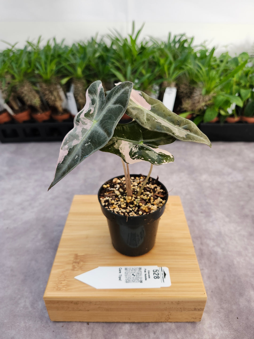 Alocasia Pink Nobilis (3in)-528