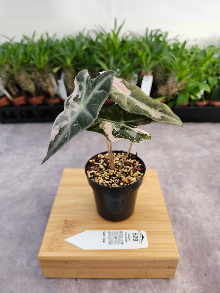 Alocasia Pink Nobilis (3in)-528