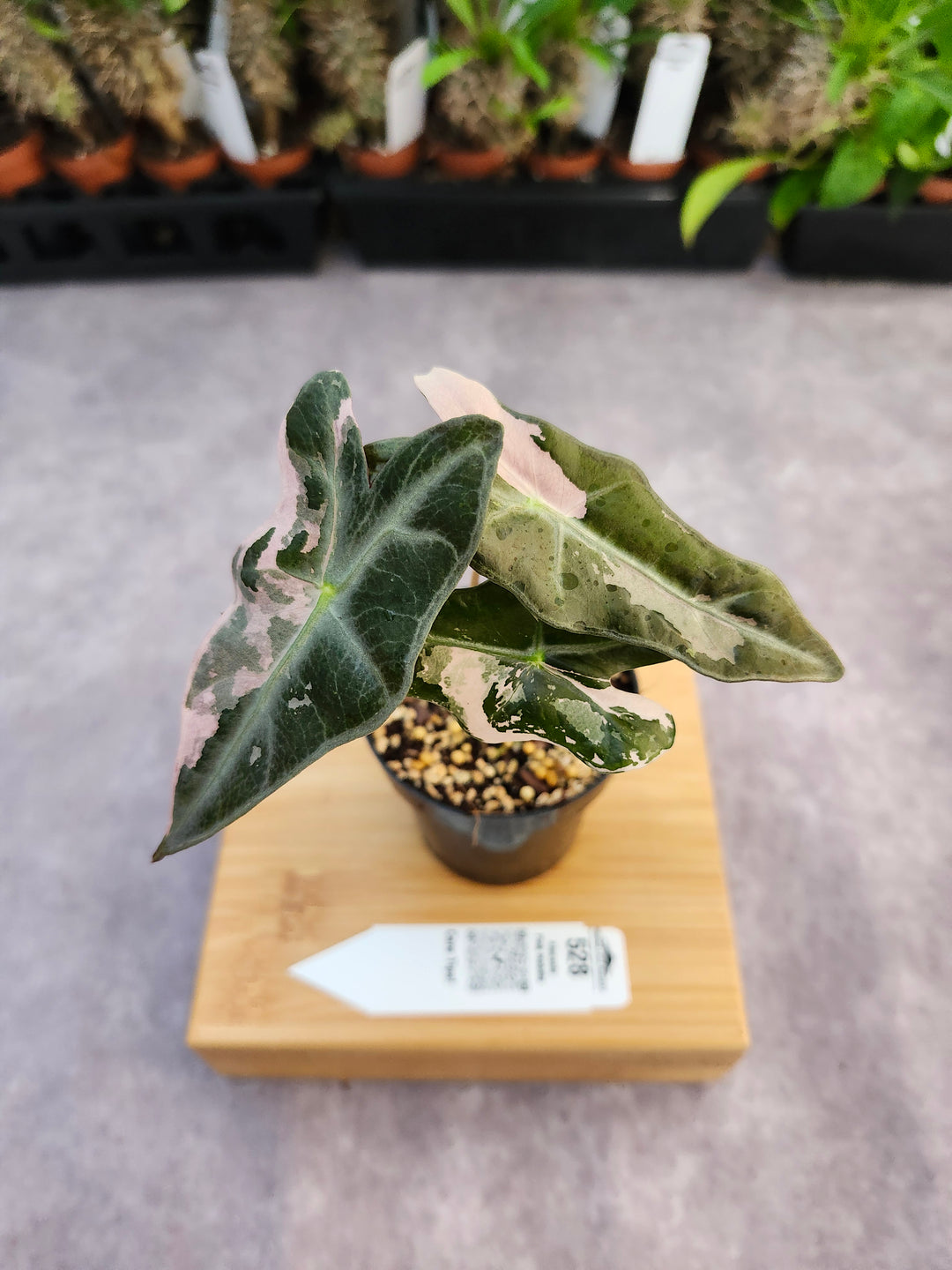 Alocasia Pink Nobilis (3in)-528