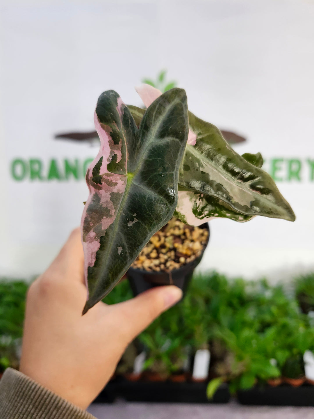 Alocasia Pink Nobilis (3in)-528