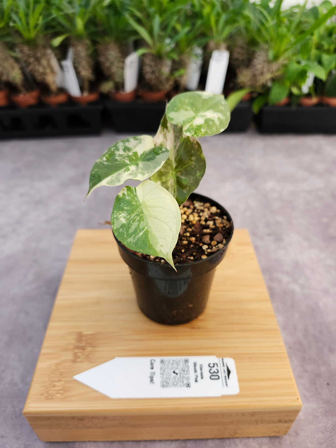 Alocasia Wentii Pink (3in)-530