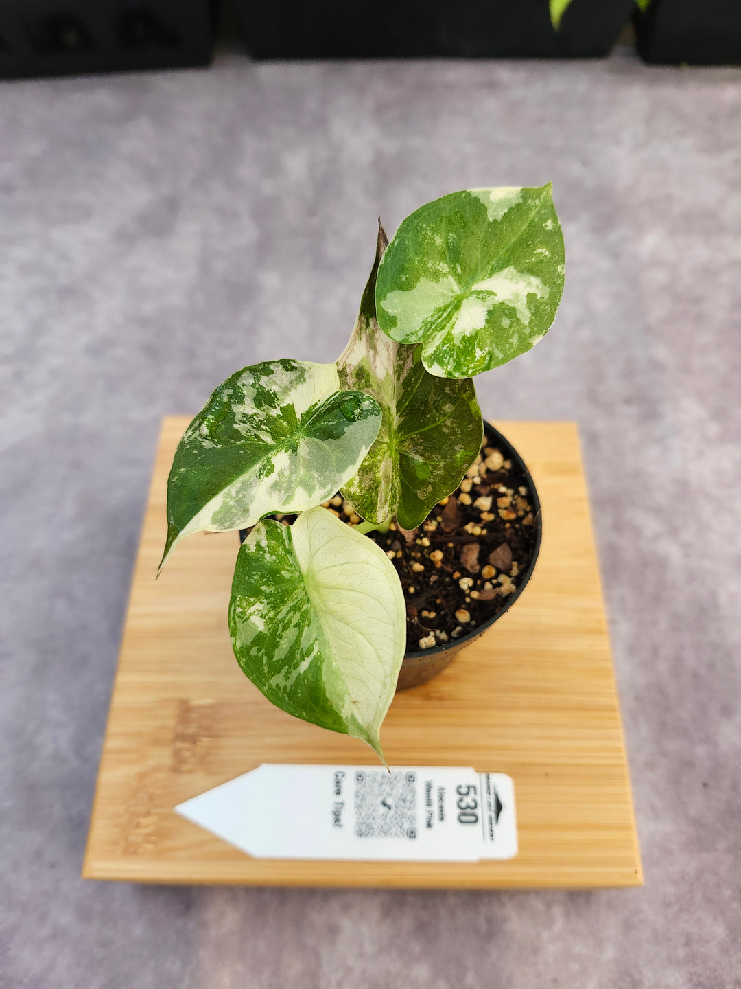 Alocasia Wentii Pink (3in)-530