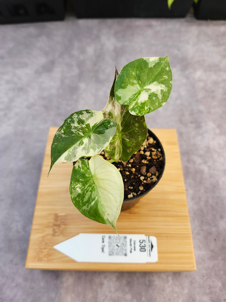 Alocasia Wentii Pink (3in)-530