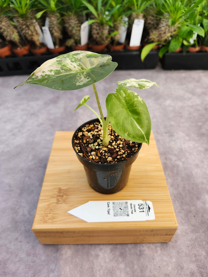 Alocasia Wentii Pink (3in)-531