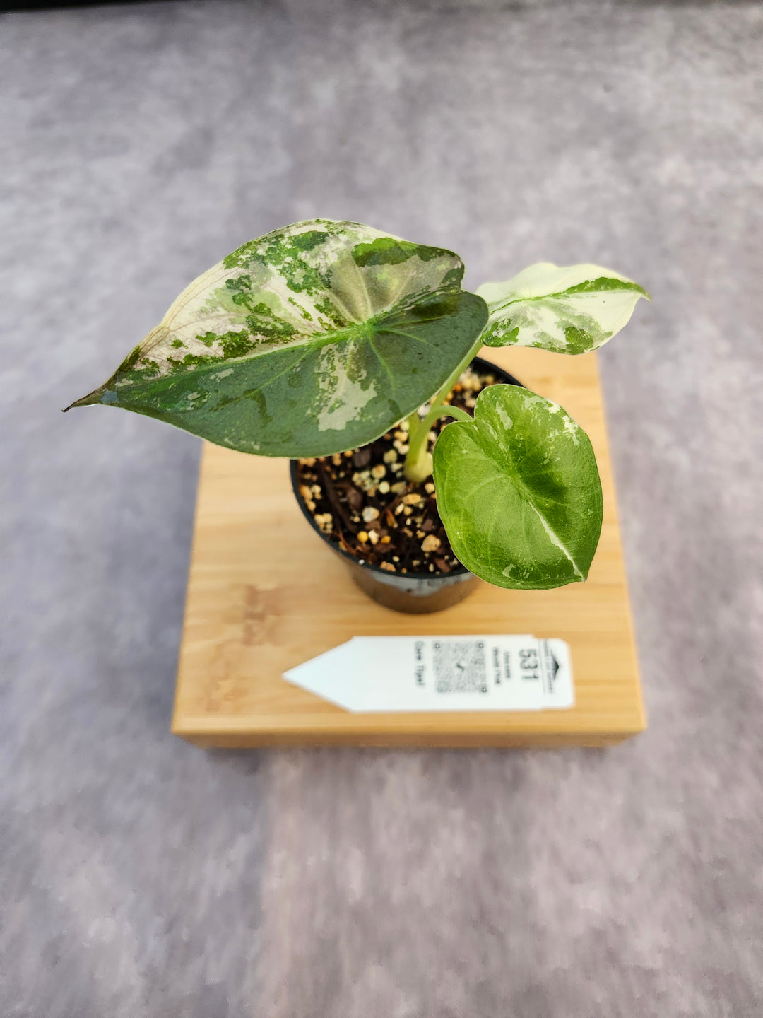 Alocasia Wentii Pink (3in)-531