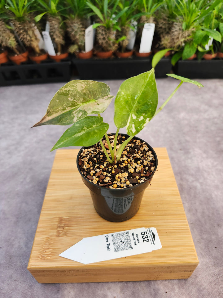 Alocasia Wentii Pink (3in)-532