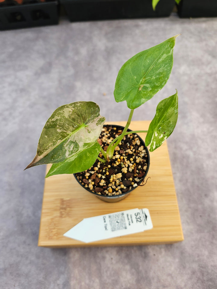 Alocasia Wentii Pink (3in)-532