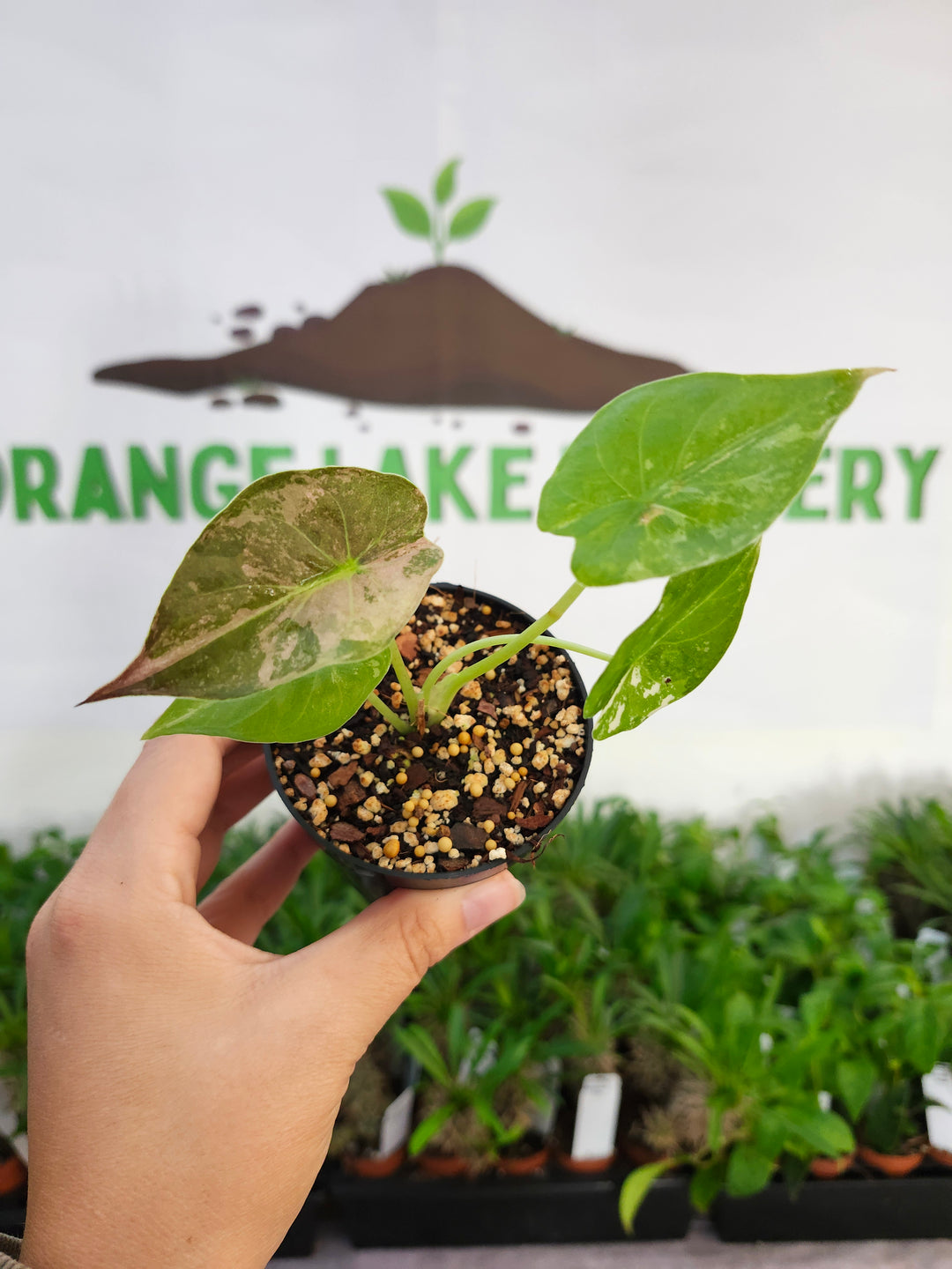 Alocasia Wentii Pink (3in)-532