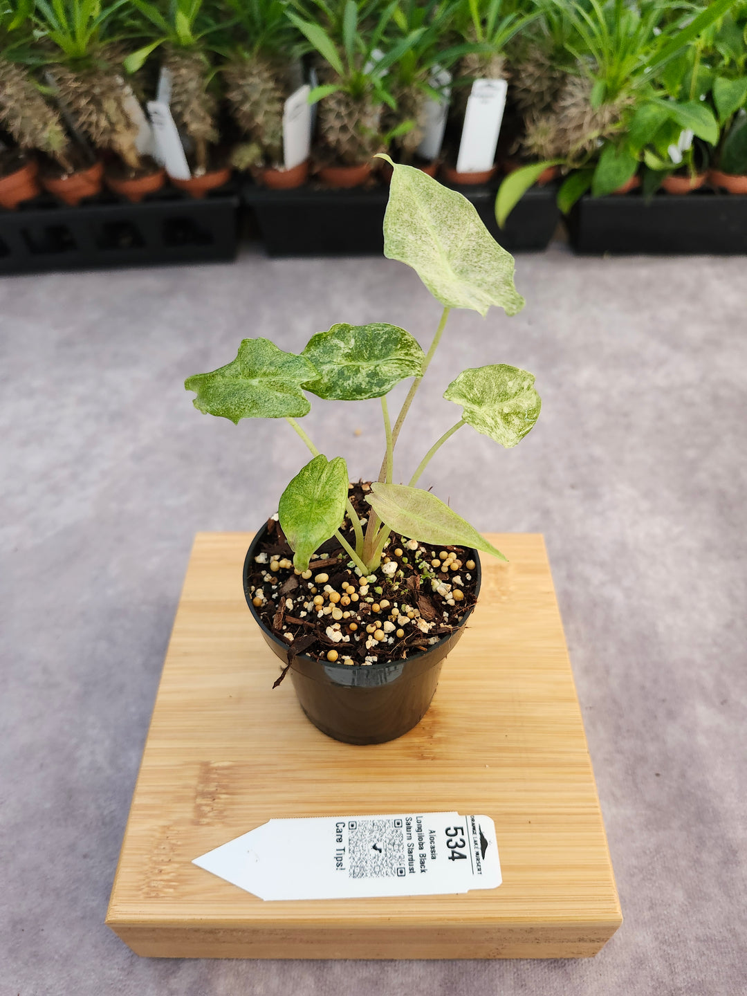 Alocasia Longiloba Black Saturn Stardust (3in)-534