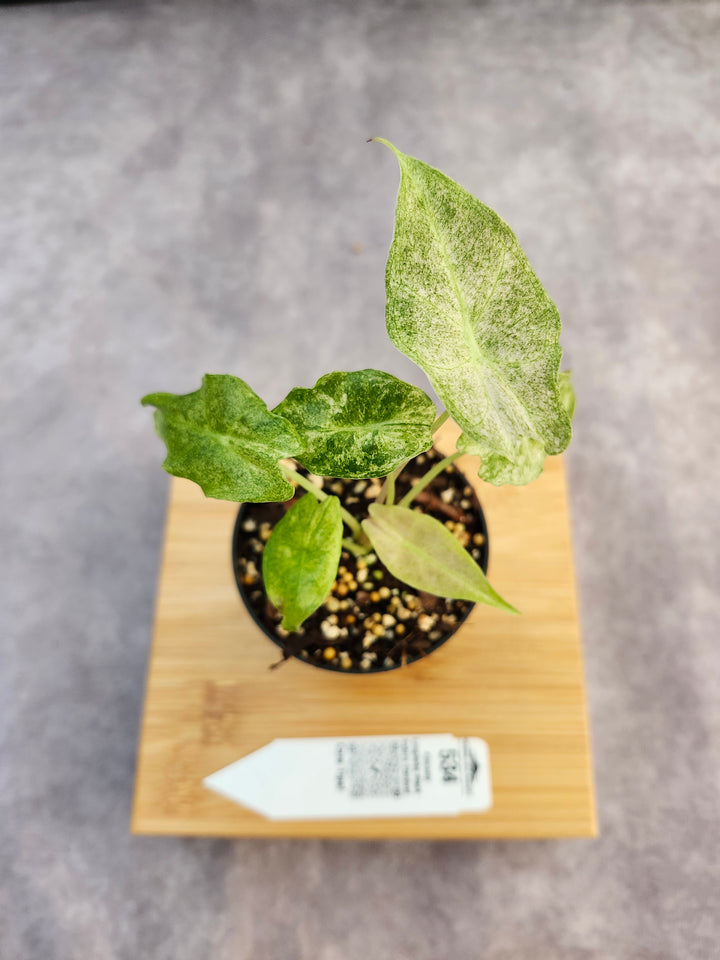 Alocasia Longiloba Black Saturn Stardust (3in)-534